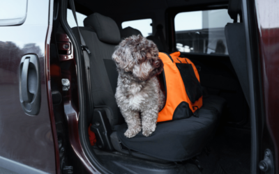 Transport chien et chat en VTC à Cherbourg en Cotentin