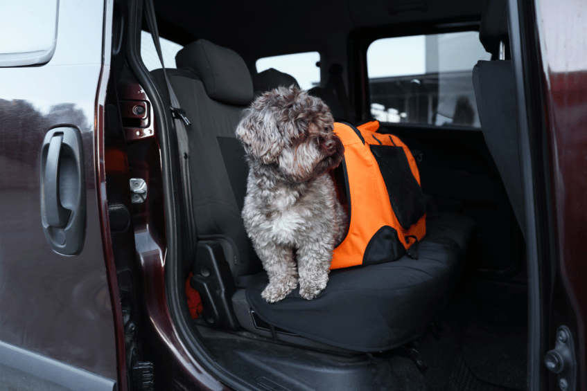 Transport chien et chat en VTC à Cherbourg en Cotentin